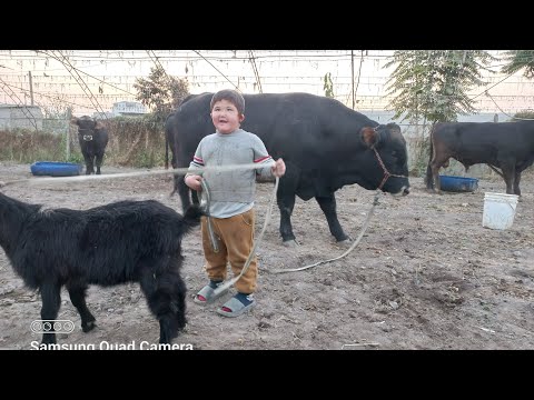 Видео: БОЛО  ЮНГА 10 БКАРА ЗАД 009995876.  9 ноября 2025 г.