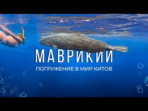 Видео: ПЛАВАНИЕ С КИТАМИ на Маврикий: нюансы и цены, экскурсия мечты