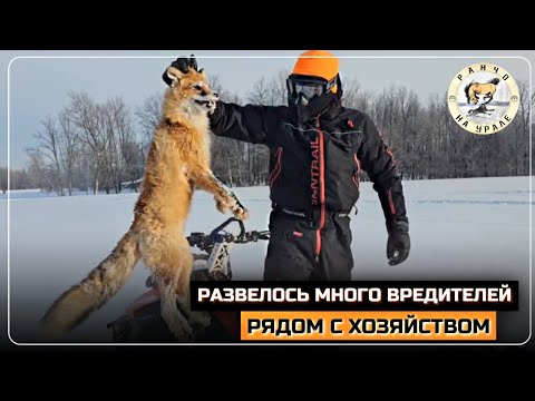 Видео: Стали пропадать наши лошади | Преодолели самый долгий маршрут на снегоходах | Деревенские будни