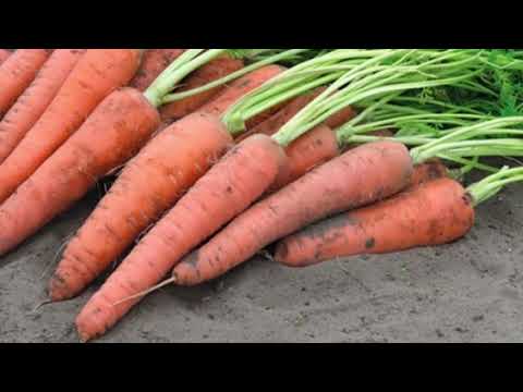 Видео: Обираємо насіння моркви, мій топ на 2025 рік. Обираємо насіння моркви на новий сезон. Насіння моркви