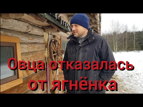 Видео: Наши животные сговорились и растягивают не резиновый хутор . Несколько больших событий за один день.