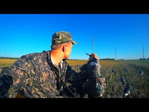 Видео: Охота на вяхиря с чучелами. Новое пшеничное поле. Голубя много
