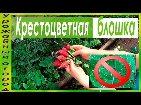 Видео: СУПЕР СРЕДСТВА ОТ КРЕСТОЦВЕТНОЙ БЛОШКИ!!!