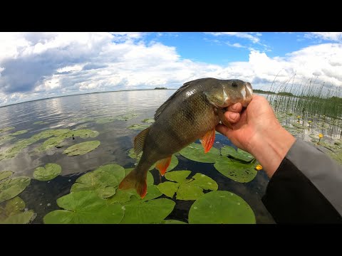 Видео: Ловля окуня на КВХ , Сорокошичі 🔥
