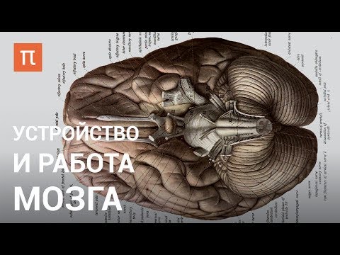 Видео: Устройство и работа мозга — курс Вячеслава Дубынина на ПостНауке