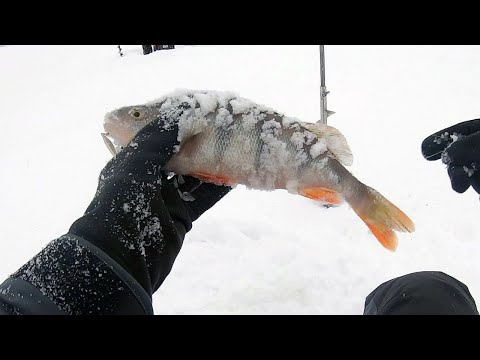 Видео: Окунь на зимнюю блесну. Техника ловли. Уловистые блесны и проводки