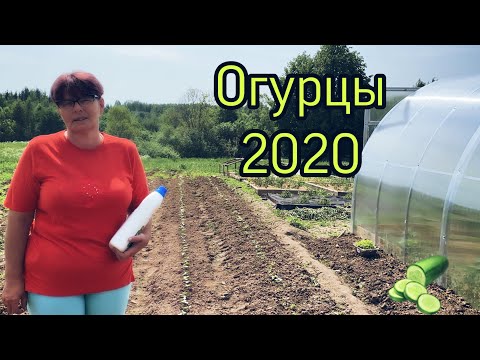 Видео: Огурцы в открытом грунте, Всходы. Подкормка. Уход