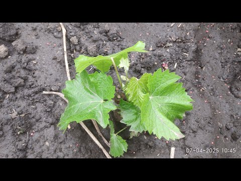 Видео: Как спасти саженцы винограда от морозов