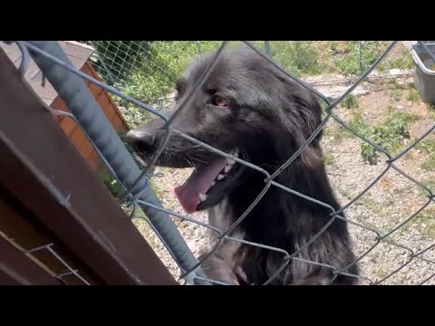 Видео: Собаке Эльзе после химии стало лучше