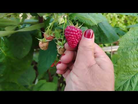 Видео: Малина Магнат