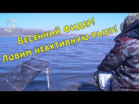 Видео: Весенний фидер! Ловим капризного подлещика.
