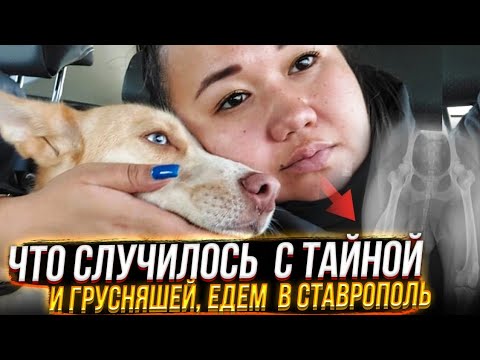 Видео: ЧТО СЛУЧИЛОСЬ С ТАЙНОЙ? И ГРУСНЯШЕЙ? ЕДЕМ В СТАВРОПОЛЬ