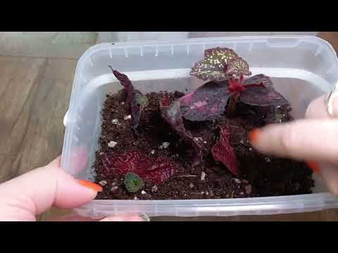 Видео: И снова теплички, пакетики, растем понемногу👍😃