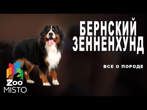 Видео: Бернский зенненхунд - Все о породе собаки | Собака породы  бернский зенненхунд