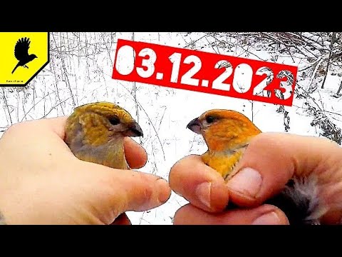 Видео: Ловля птиц в декабре с дедом Иваном #щур #снегирь #чиж #пуночка #чиж