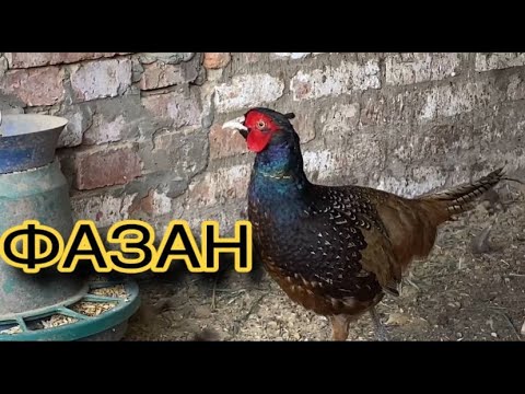 Видео: ФАЗАНИ В ДОМАШНІХ УМОВАХ