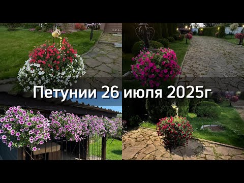 Видео: 26 июля 2025г. Цветение петуний!