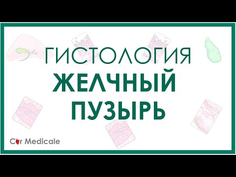 Видео: Гистология желчного пузыря