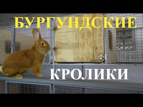 Видео: Мясная порода кроликов № 1 в мире