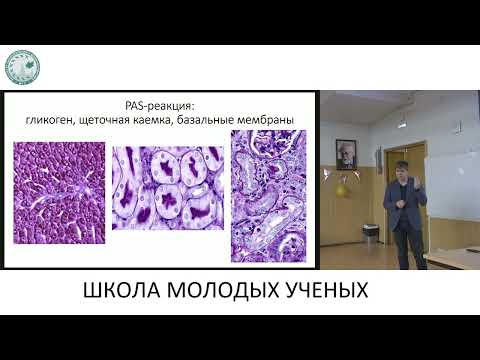 Видео: Классическая гистохимия в современной и экспериментальной лаборатории - Манских Василий Николаевич