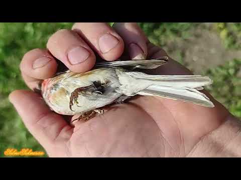 Видео: Друге полювання співочих птахів наприкінці  літа .