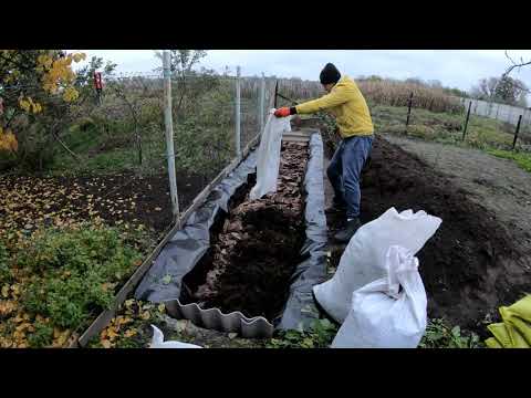 Видео: В гостях у Армена. Посадка ГОЛУБИКИ в траншею.