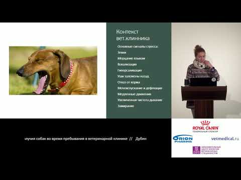 Видео: Дубинина О. М. - Снижение влияния стресс-факторов и повышение благополучия собак в клинике