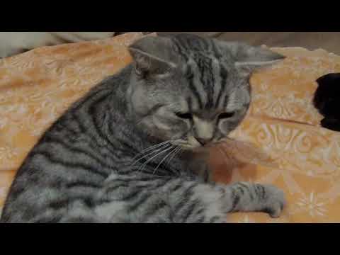 Видео: Котики отдыхают на диване и мурлычат.#кошка #котики #животные #кот #cat #рекомендации #рек#топ