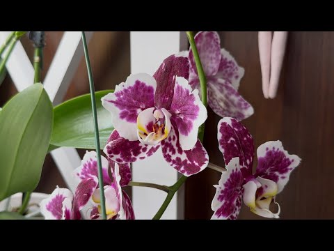 Видео: Долгожданные цветоносы, цветы и новинки🥰