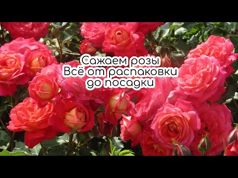 Видео: Сажаем розы. Всё от распаковки до посадки