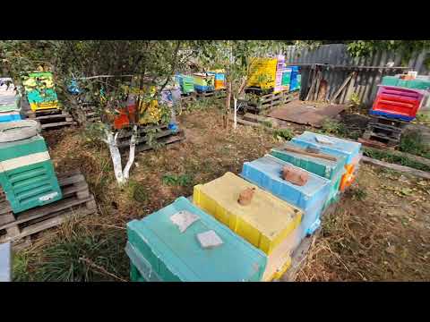 Видео: Линии на сезон 2021 ,улья для воспитательниц ,сила семей в зиму.