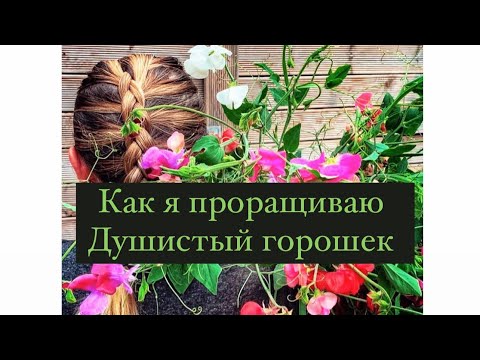 Видео: Как я проращиваю душистый горошек