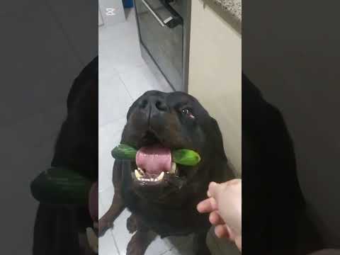 Видео: Мы очень любим кушать огурчики! Я не собака я коза! 