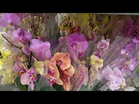 Видео: Два стеллажа фаленопсисов по 980₽ Ищем сокровища 🥰