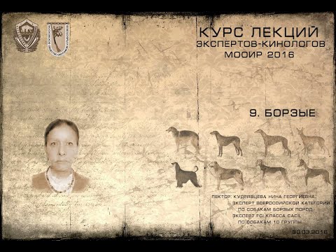 Видео: Лекция 9. Борзые. (Курсы экспертов-кинологов МООиР 2016)