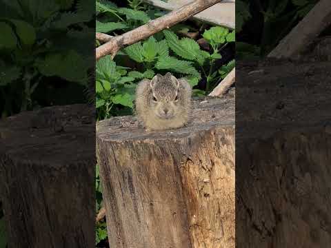 Видео: Лютое зло, но пока спит 😅 #дикийзаяц #bunny #hare #cute #wild