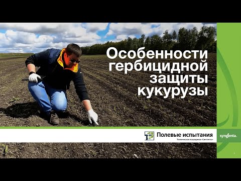 Видео: Особенности гербицидной защиты на кукурузе