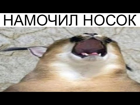 Видео: Дневная подборка мемов 974