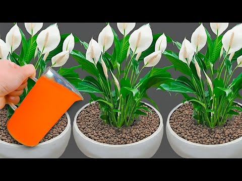 Видео: 1 Чашка с Поливом Спатифиллума даст новую жизнь цветам и листьям! Рад, что узнал об этом