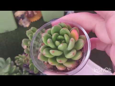 Видео: Мои СЕДУМЫ 2 часть. 10 августа 2025 г