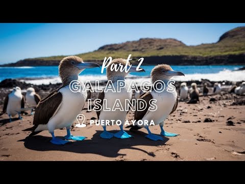 Видео: ОТПУСК НА ГАЛАПАГОССКИХ ОСТРОВАХ: ранчо черепах, голубоногие олуши, достопримечательности (часть 2)