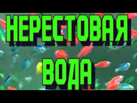Видео: Как я приготавливую нерестовую воду для дискусов.