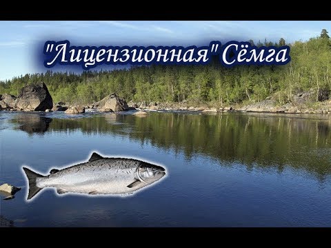 Видео: Семга. Русская Рыбалка.