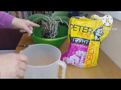 Видео: Орхидея отцвела, пора ее пересаживать.