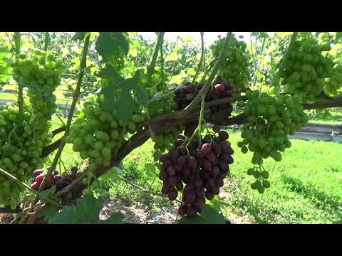 Видео: Состояние виноградника на 08 07 2018г