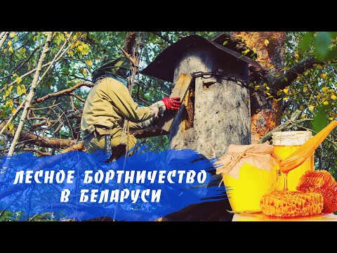 Видео: Бортевой мёд. Бортники в Беларуси / Belarus  (субтитры/subtitles)