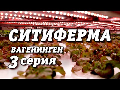 Видео: СИТИФЕРМЕР | Вагенинген | 3 серия #214