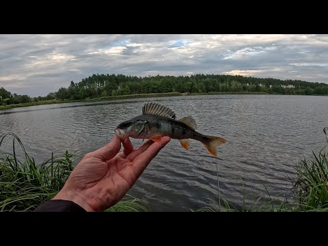 Видео: Вискочив на дві годинки...