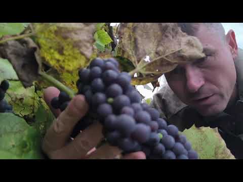 Видео: Делаю вино из домашнего винограда 🍇