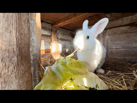 Видео: Появился нападающий петух / привезла кучу овощей животным